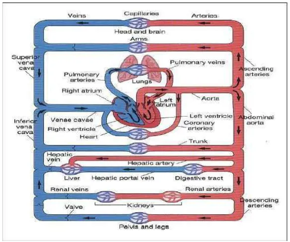 Gambar 2.3 Sistem Kardiovaskular 