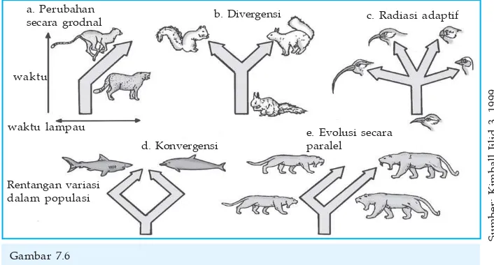 Gambar 7.6Evolusi konvergen dan divergen