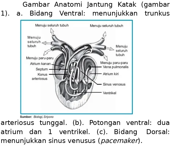 Gambar  Anatomi  Jantung  Katak  (gambar