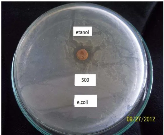 Gambar hasil uji aktivitas antibakteri ekstrak etanol terhadap bakteri Escherichia coli 