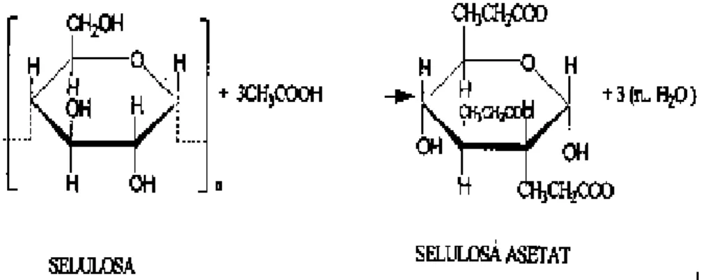 Gambar 2.4 Reaksi Ester Selulosa Menjadi Selulosa Asetat (Savitri dkk., 2004)  Ciri  utama  selulosa  asetat  adalah  tipis  (6-5  πm)  dan  memiliki  struktur  membran yang simetris, serta memiliki ukuran pori yang mendukung kemampuan  permeabilitas  air 