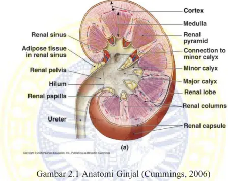 Gambar 2.1 Anatomi Ginjal (Cummings, 2006) 