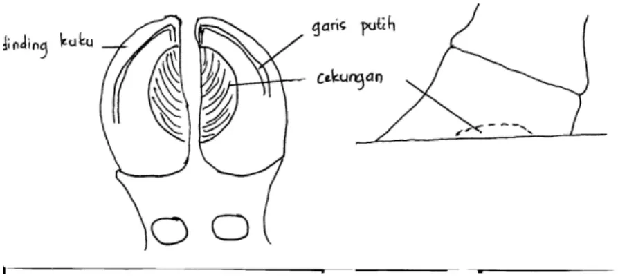Gambar 15. Cara Mengangkat Kaki 