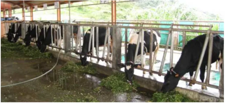 Gambar 3.  Perawatan Sapi Dara - Resipien 