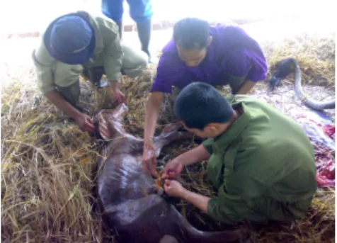 Gambar 5.  Penanganan  Kelahiran Pedet  