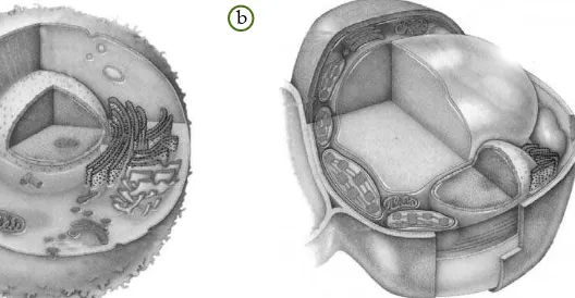 Gambar sel hewan dan seltumbuhan. (a) Sel hewan danGambar 1.9