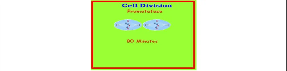 Figure 3.Various of student answers for cell division problems 