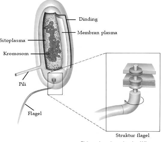 Gambar 2.11Struktur tubuh bakteri secaraumum.