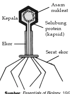 Gambar 2.4Daur litik pada bakteriofage.