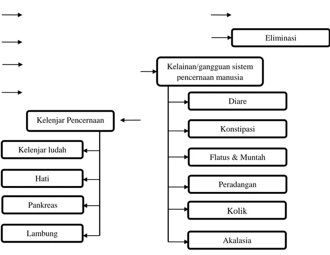 Gambar 4.3 Bagan Konsep Sistem Pencernaan pada Manusia Kelainan/gangguan sistem pencernaan manusia Kolik Akalasia EliminasiDiareKonstipasi