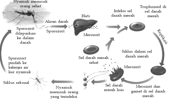 Gambar 3.15Siklus hidup Plasmodium padamanusia yang disalurkan oleh