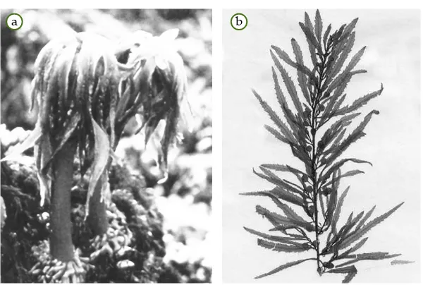 Gambar 3.7(a) Coralina dan (b) Chondrusmerupakan contoh alga merah.