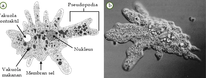 Gambar 3.12Contoh Filum Rhizopoda.(a) Bagian-bagian tubuh pada