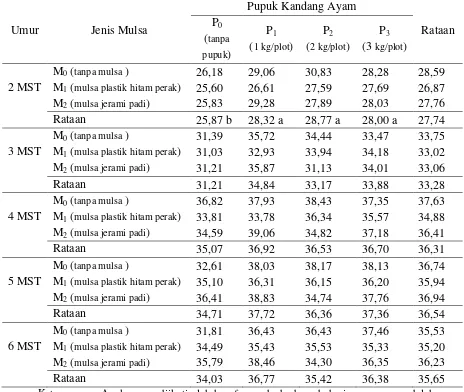 Tabel 1.  Rataan tinggi tanaman bawang merah umur 2 – 6 MST (cm) pada perlakuan jenis mulsa dan pemberian pupuk kandang ayam 