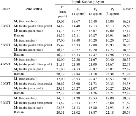 Tabel 2.  Rataan jumlah daun per rumpun bawang merah umur 2 – 6 MST (helai) 