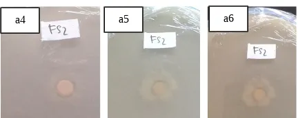 Gambar  3. Zona  hambat  jamur  F. oxysporum f.sp.