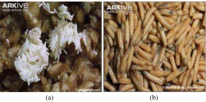 Gambar 2.2. (a) Telur Lalat dan (b) Larva Lalat (Arkive, 2012) 