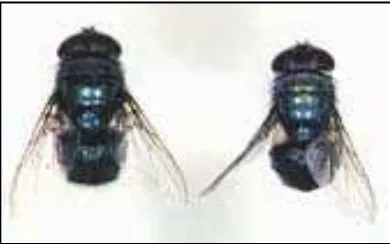Gambar 2.7. Chrysomya megacephala (a) jantan (b) betina (Kartikasari, 2008) 