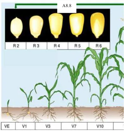 Tabel 1. Operasi pintu air untuk budidaya jagung di musim hujan. 