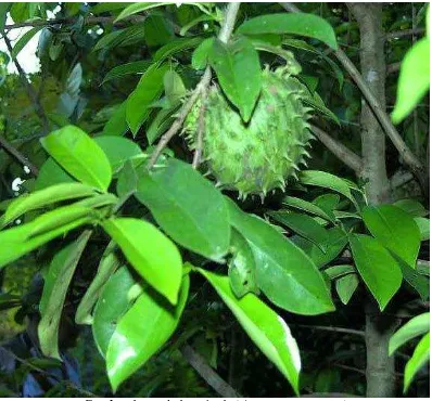 Gambar 1. Tumbuhan sirsak ( Annona muricata L. )Sumber lembaga penelitian indonesia