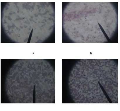 Gambar 3. Tampakan Mikroskop Hasil Uji Pewarnaan Gram Bakteri 