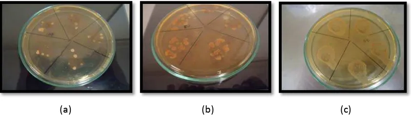 Gambar 11. Pertumbuhan F.nucleatum pada media MHA yang ditetesi ekstrak etanol siwak.    (a) Ekstrak etanol siwak 100%, (b) Ekstrak etanol siwak 80%, (c) Ekstrak etanol siwak 40%  