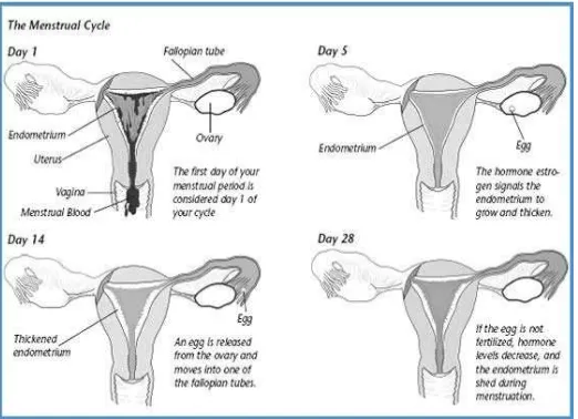 Gambar 2.4. Gambaran siklus menstruasi pada saluran reproduksi Sumber: The American Congress of Obstetricians and Gynecologists, 2010