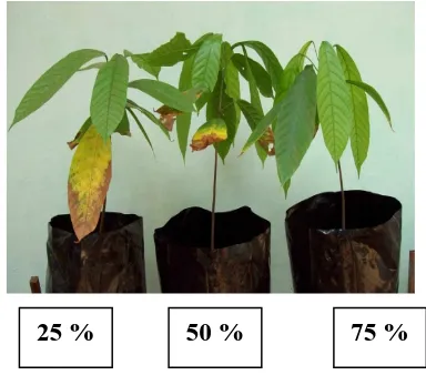 Gambar 2. Morfologi semai kakao umur 12 bulan yang ditanam pada kandungan air tanah berbeda