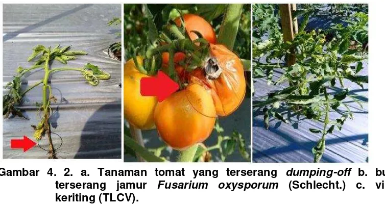 Gambar 4. 2. a. Tanaman tomat yang terserang  dumping-off b. buah 