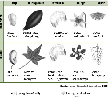 Tabel 5.2 Perbedaan Tumbuhan Monokotil dan Dikotil