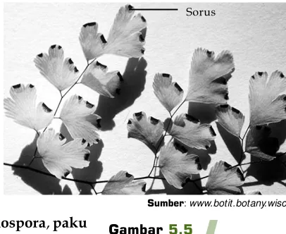 Gambar 5.6Daur hidup tumbuhan paku.