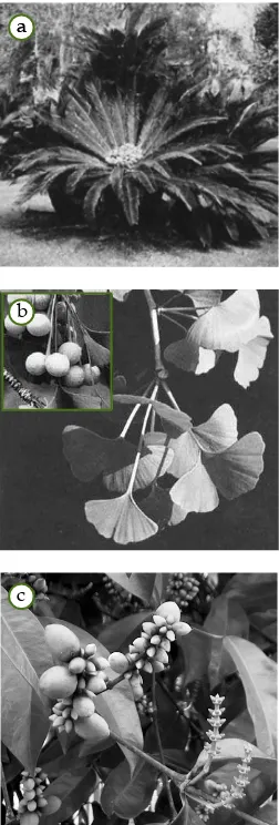Gambar 5.15Bagian-bagian bunga padatumbuhan Angiospermae.