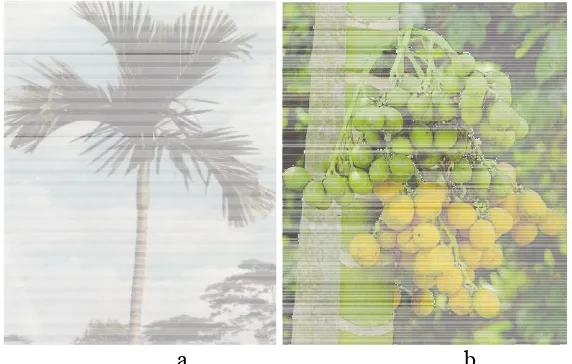 Gambar 1. (a) Tanaman pinang, (b) buah pinang