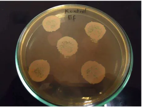 Gambar 15. Kontrol negatif bakteri E.faecalis 