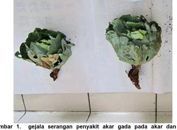 Gambar 1.  gejala serangan penyakit akar gada pada akar dan daun  tanaman kubis 