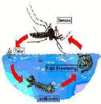 Gambar 5. Siklus Hidup Nyamuk 