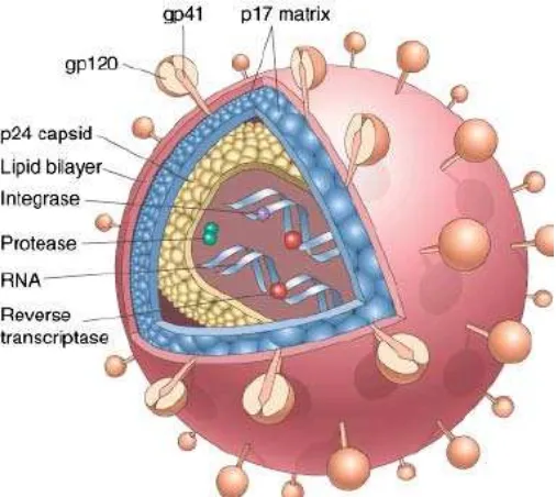 Gambar 2.3.1. – Illustrasi skematik untuk struktur HIV-1 (dikutip dari buku 