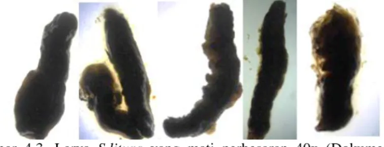 Gambar 4.3. Larva  S.litura  yang mati perbesaran 40x (Dokumentasi  pribadi).