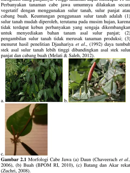 Gambar  2.1  Morfologi  Cabe  Jawa  (a)  Daun  (Chaveerach  et  al., 