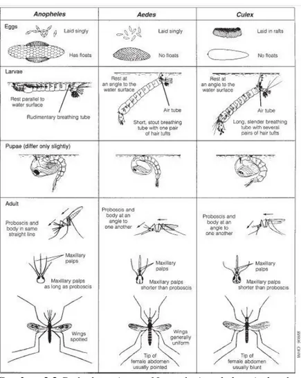 Gambar  2.3  Perbedaan  Antara  Nyamuk  Anopheles,  Aedes  dan  Culex (Rozendaal, 1997)