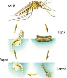 Gambar 2.4 Siklus Hidup Nyamuk Culex sp. (Weinburgh dalam 