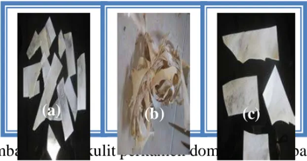 Gambar 2. Affal kulit perkamen domba (a); Kerbau (b)                                                           dan Sapi (c) 