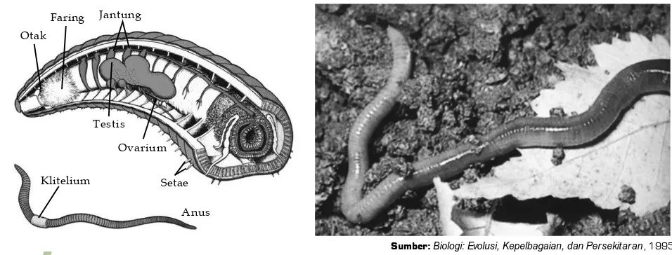 Gambar Tiram, siput, dan cumi-cumi adalah hewan-hewan yang termasuk dalam6.16Filum Mollusca