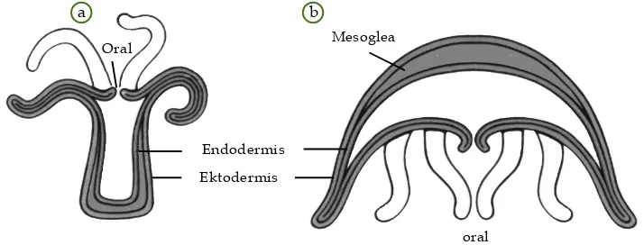 Gambar 6.5(a) Polip dan (b) medusa padaCnidaria.