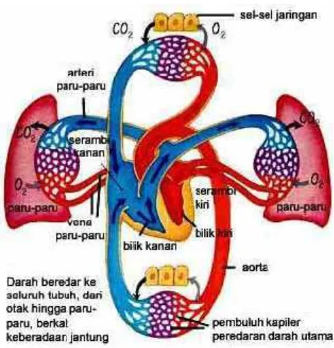 Gambar 1. Sistem Peredaran Darah Pada jantung.(Sumber:camphell et al 1999)