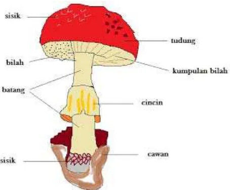 Gambar 1. Bagian tubuh jamur 