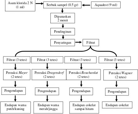 Gambar 2. Skema Pengujian Alkaloid (Tarigan  et al., 2008) 