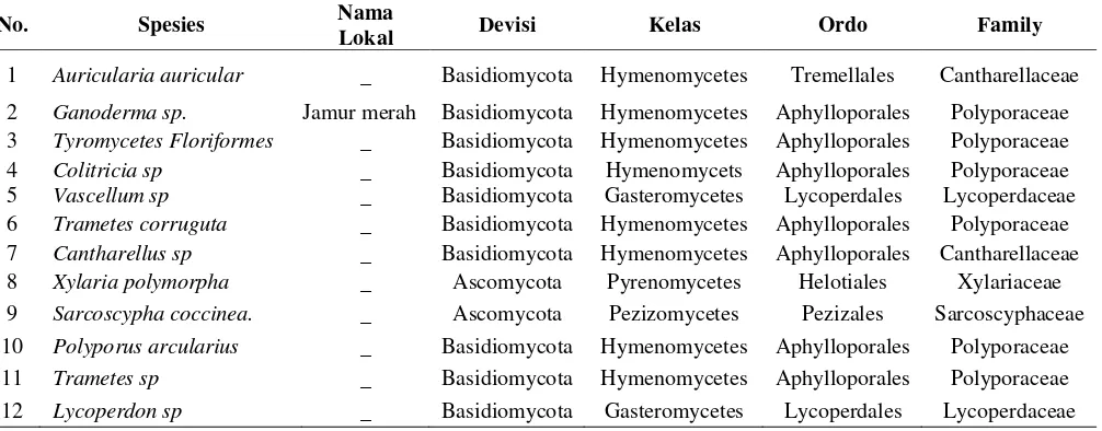 Tabel 1. Jenis-jenis Jamur Makroskopis yang Ditemukan di  Cagar Alam Martelu     Purba 