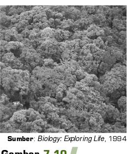 Gambar 7.10Bioma hutan hujan tropis.