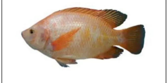 Gambar 2.2 Ikan Nila (Khairuman dan Amri, 2011) 